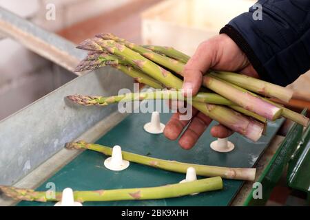 Die Menschen sammeln Spargel auf dem Feld. Verpackung von Spargel auf einem industriellen Förderband. Ein Mann hält eine grüne Pflanze. Stockfoto