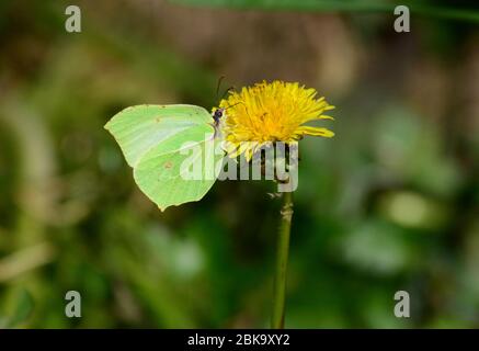 Gelbe Brimstone Schmetterling Gonepteryx rhamni Fütterung auf Löwenzahn Blume Stockfoto