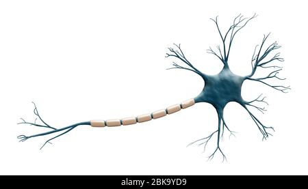 Generisches blaues Neuronzellmodell, isoliert auf weißem Hintergrund mit Kopierraum. Wissenschaft, Neurowissenschaften, Biologie, Mikrobiologie, Neurologie 3d Rendering il Stockfoto