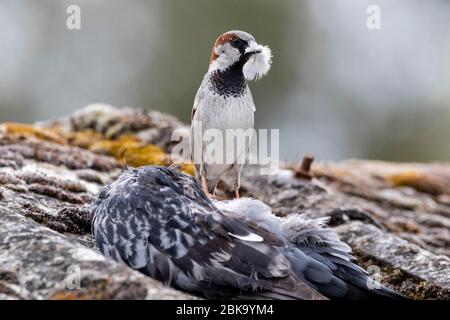 Ein Haussperling (Passer domesticus) pflückt die Federn aus dem Kadaver einer toten Taube, um sie heute Morgen in East Sussex, Großbritannien, als Nistmaterial zu verwenden. Quelle: Ed Brown/Alamy Live News Stockfoto