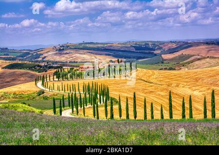 Toskana, Italien - Juli 5, 2018: Zypressen und Wiese mit typisch toskanisches Haus, Val d'Orcia, Italien - Toskana Stockfoto