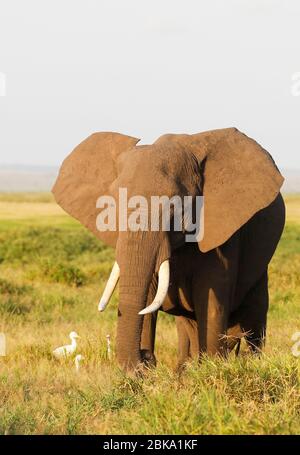 Elefanten im Amboseli Nationalpark, Kenia, Afrika Stockfoto