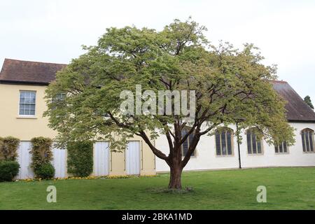 Ein Baum außerhalb Prittlewell Priorat, ein ehemaliges Kloster (jetzt ein Museum) in Priory Park, Prittlewell, Southend-on-Sea, Essex. Stockfoto