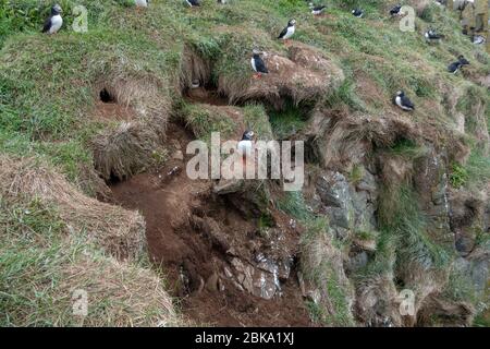 Allgemeine Ansicht der atlantischen Papageientaucher (Fratercula arctica) Vögel und Höhlen Kolonie und Lebensraum in Borgarfjarðarhöfn, Nordostisland. Stockfoto