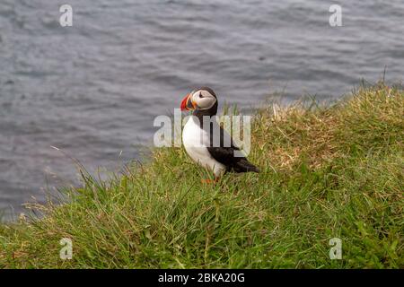 Atlantischer Papageientaucher (Fratercula arctica), Borgarfjarðarhöfn, Nordostisland. Stockfoto