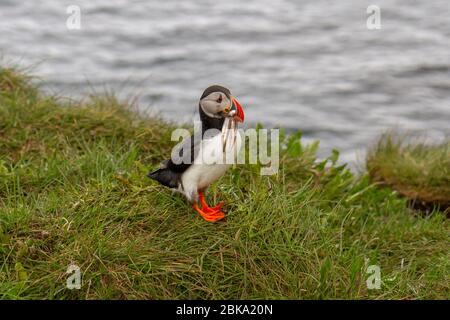 Ein atlantischer Papageientaucher (Fratercula arctica) mit einem kürzlich in der Mündung gefeilten Fisch, Borgarfjarðarhöfn, Nordostisland. Stockfoto