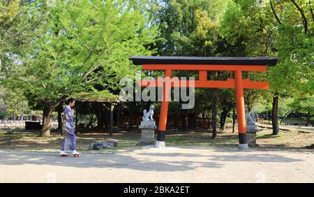 Japanische Frau in Kimono geht zu shinto Heiligtum mit roten torii Tor Stockfoto