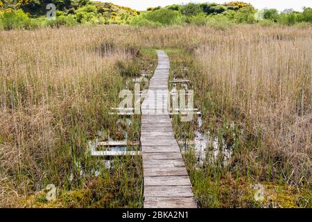 Promenade durch alkalisches Reedbed-Moor in Cors Goch North Wales Wildlife Trust Reserve, Llanbedrgoch, Benllech, Isle of Anglesey, North Wales, Großbritannien Stockfoto