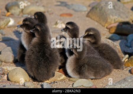 (Häufig) EIDER (Somateria mollissima) Entenküken, die an Land ruhen, Schottland, Großbritannien. Stockfoto