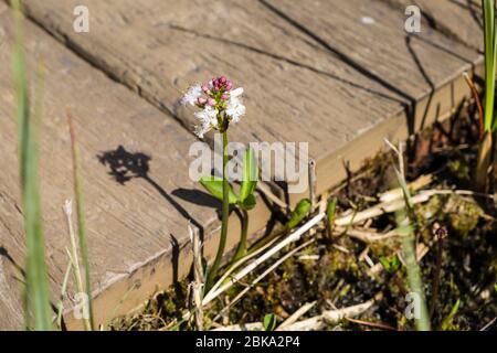 Bogbean (Menyanthes trifoliata) blüht auf einer Promenade durch alkalisches Raufudelbett im Cors Goch North Wales Wildlife Trust Reserve. Anglesey Wales, Großbritannien Stockfoto