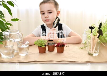 Der Junge in Meditation mit einer Lupe vor Töpfen mit gewachsenen Pflanzen. Stockfoto