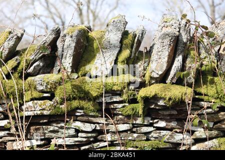 Ein Foto einer moosbedeckten Trockensteinmauer. Schichten und Schichten von alten Steinen, die mit Pflanzen vor und einem Wald im Hintergrund auftürmt. Stockfoto