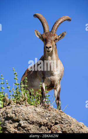 Wilder Steinbock auf dem maurischen Wachturm in Comares, Axarquia, Malaga, Andalusien, Costa del Sol, Spanien, Europa Stockfoto