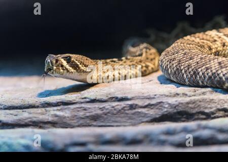 Eastern Diamondback Rattlesnake gleitet über den Steinboden mit geforkter Zunge und verkostet die Luft im Steve Irwin's Australia Zoo in Beerwah, Queensland. Stockfoto