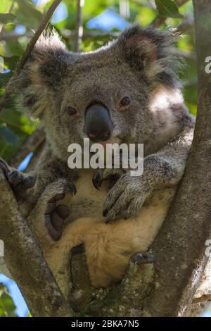 Ein erwachsener Kuschelkoala ruht friedlich in der Gabel eines Eukalyptusbaums in Queensland, Australien Stockfoto