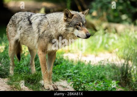 Grauer Wolf im Wald Stockfoto