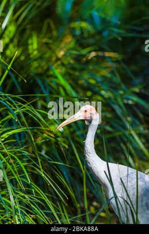 Brolga im Steve Irwin's Australia Zoo, der sich ruhig durch den Busch in der Conservancy bewegt. Stockfoto