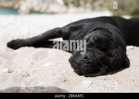 Schwarzer Hund schläft am Strand Stockfoto