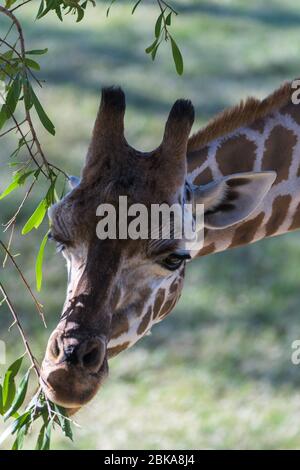 Rothschild Giraffe im Australia Zoo verwendet seine prähensile Zunge, um sich selektiv von einem jungen Baum zu ernähren. Stockfoto