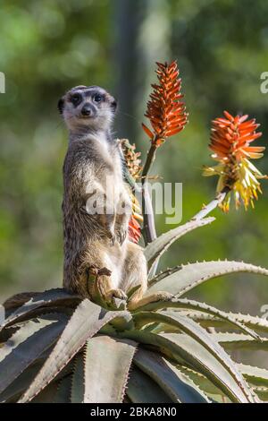 Erdmännchen stehen Wachdienst auf einer Aloe-Pflanze im Naturschutzgebiet des Australia Zoo in Beerwah in Queensland. Stockfoto