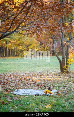 Herbstpicknick im Park, der Wald auf der Tagesdecke, im Korb Kürbis, Äpfel, frisches Baguette. Gefallene Blätter auf dem Boden Stockfoto