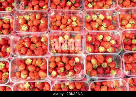 Reife Erdbeeren in Kunststoffschalen auf dem Markt Stockfoto