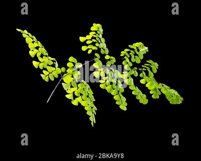 Hinterleuchtete Wedel des winterharten Maidenhair Farn, Adiantum venustum, auf schwarzem Hintergrund Stockfoto