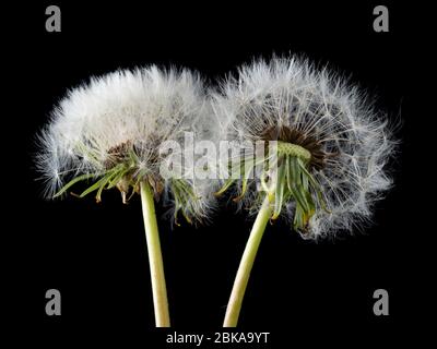 Hintergrundbeleuchtete "Uhr"-Sämerköpfe aus Löwenzahn, Taraxacum officinalis, ein britisches Gartengras und Wildblumen auf schwarzem Hintergrund Stockfoto