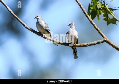 Ein Paar friedliche Tauben ( Geopelia striata ) in einem Zweig auf Amelia Downs in West Queensland. Stockfoto