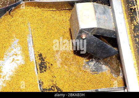 Senfpulver Fabrik Senfmasse aus Senfkörnern. Innovative Geräte für die industrielle Herstellung von Senf. Stockfoto