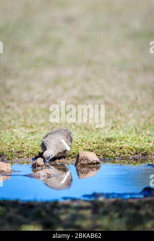 Queensland morph Squatter Taube nähert sich einem kleinen Wasserloch zu Fuß mit markanten roten Augen-Patch und schwarz-weißen Gesichtsmarkierungen. Stockfoto