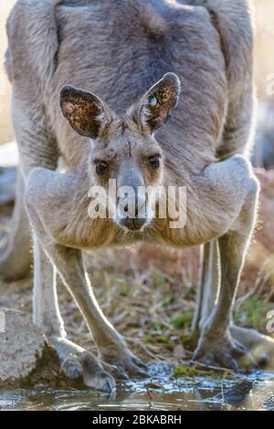 Ohren mit zahlreichen parasitären Zecken beladen ein östlicher grauer Kängurubock oder "Boomer" kauern sich vorsichtig, um einen Drink in einem australischen Outback-Wasserloch zu nehmen. Stockfoto