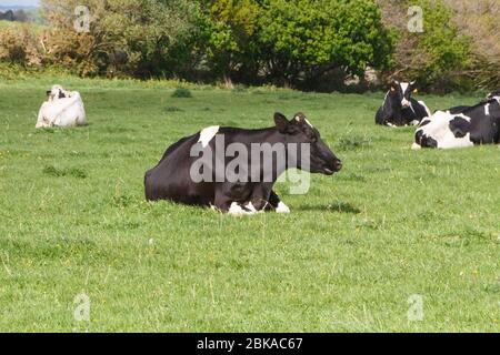 Holsteiner Kühe liegen auf dem Feld eines Bauernhofes in der Bretagne Stockfoto