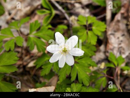 Nahaufnahme mit selektiven Fokus von Buschwindröschen (Anemone Nemerosa) Stockfoto