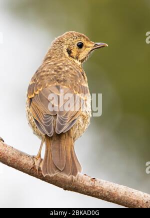 Song Thrush, Turdus philmelos, junvenile, Barschen in einem britischen Garten Stockfoto