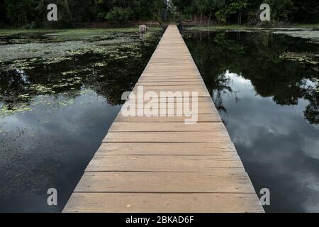 Brücke über Swamp auf dem Weg nach Neak Pean im Komplex Angkor Wat in Siem Reap, Kambodscha an einem Sommertag. Stockfoto