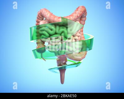 Darm und Verdauungssystem Schutz und gesundes Darm Konzept. Doppelpunkt mit Pfeil. 3d-Darstellung Stockfoto