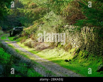 Sonnenschein fällt auf einer moosbedeckten Trockensteinmauer und Bäumen neben einem abgelegenen Pfad in den Yorkshire Dales in Großbritannien Stockfoto