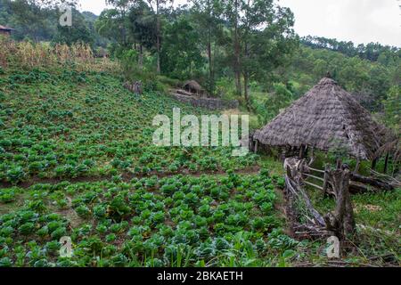 Traditionelle Häuser mit Strohdach, Timor-Leste Stockfoto