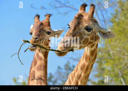 Nahaufnahme von zwei Giraffen (Giraffa camelopardalis), die einen Zweig auf blauem Himmel und Bäumen Hintergrund essen Stockfoto