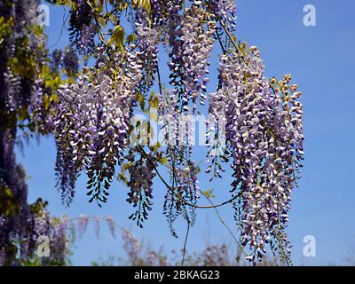 Blue Wisteria sinensis Blumen auf blauen Himmel Hintergrund Stockfoto