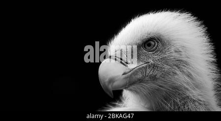 Eurasischer Gänsegeier (Gyps fulvus) isoliert auf schwarzem Hintergrund mit Kopierraum auf der linken Seite - Banner-Format Stockfoto