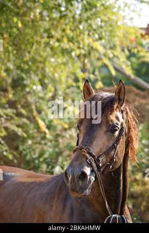 Gesichtsporträt eines schönen spanischer Hengstes aus Hirschleder in Spanien Stockfoto