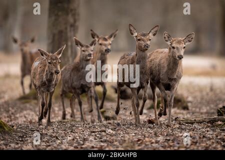 Eine Gruppe von Reh läuft im Wald Stockfoto