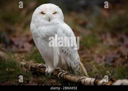 Snowy Owl im Wald Stockfoto