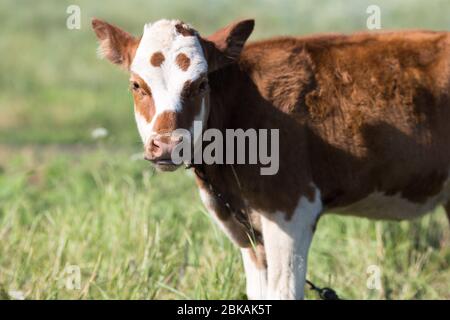 Kleine braune Schlehenkuh, Kuh in freier Wildbahn Stockfoto