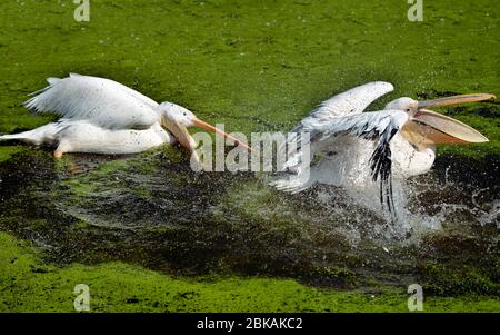 Nahaufnahme des weißen Pelikans (Pelecanus onocrotalus), der auf dem Wasser spielt, der offene Schnabel, der seine Flügel schüttelt und Wassersprays erzeugt Stockfoto