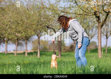 Shiba Inu spielt im Gras Stockfoto