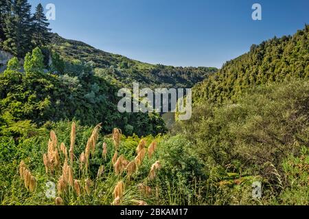 Canyon des Whanganui River, Toetoe Gras, südlich von Pipiriki, Manawatu-Wanganui Region, Nordinsel, Neuseeland Stockfoto