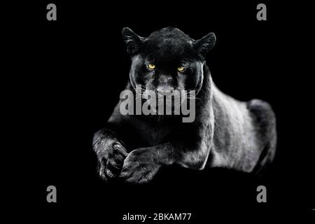 Jaguar mit schwarzem Hintergrund Stockfoto
